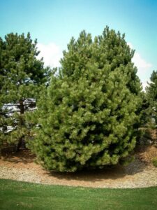 Сосна Чёрная (Pinus Nigra) купить по цене от 270.00р. в интернет-магазине «Посадика» с доставкой почтой в в Яровоее и по всей России – [изображение №1].