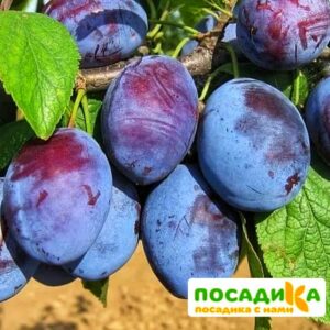 Слива Чачакская ранняя купить по цене от 229.00р. в интернет-магазине «Посадика» с доставкой почтой в в Яровоее и по всей России – [изображение №1].