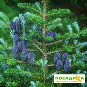 Пихта корейская (Abies koreana) купить по цене от 450.00р. в интернет-магазине «Посадика» с доставкой почтой в в Яровоее и по всей России – [изображение №1].