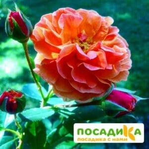 Роза Арабия купить по цене от 350.00р. в интернет-магазине «Посадика» с доставкой почтой в в Яровоее и по всей России – [изображение №1].