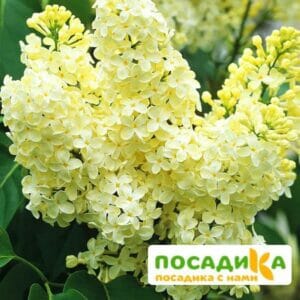 Сирень Примроуз (Primrose) купить по цене от 529.00р. в интернет-магазине «Посадика» с доставкой почтой в в Яровоее и по всей России – [изображение №1].