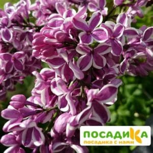 Сирень Сенсация купить по цене от 529.00р. в интернет-магазине «Посадика» с доставкой почтой в в Яровоее и по всей России – [изображение №1].