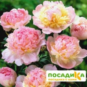 Пион Распберри Сандей (Paeonia Raspberry Sundae) купить по цене от 959р. в интернет-магазине «Посадика» с доставкой почтой в в Яровоее и по всей России – [изображение №1].