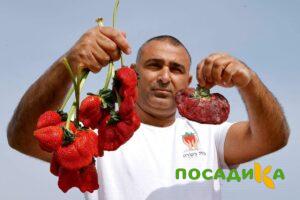Клубника Гигант Джорнея купить по цене от 266р. в интернет-магазине «Посадика» с доставкой почтой в в Яровоее и по всей России – [изображение №1].