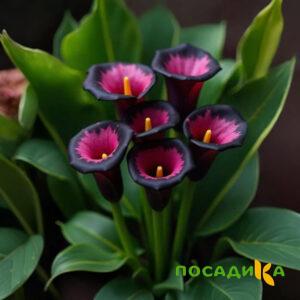 Калла Аура Лейс купить по цене от 400р. в интернет-магазине «Посадика» с доставкой почтой в в Яровоее и по всей России – [изображение №1].