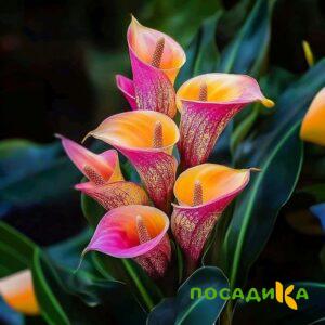 Калла Оникс купить по цене от 450р. в интернет-магазине «Посадика» с доставкой почтой в в Яровоее и по всей России – [изображение №1].
