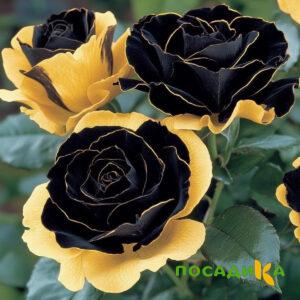 Роза Ханни Сикл купить по цене от 700р. в интернет-магазине «Посадика» с доставкой почтой в в Яровоее и по всей России – [изображение №1].