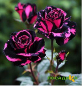 Роза Багровый Шепот купить по цене от 366р. в интернет-магазине «Посадика» с доставкой почтой в в Яровоее и по всей России – [изображение №1].