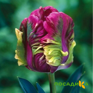 Тюльпан Экзотик Хэвен купить по цене от 186р. в интернет-магазине «Посадика» с доставкой почтой в в Яровоее и по всей России – [изображение №1].