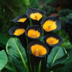 Калла Легато купить по цене от 620р. в интернет-магазине «Посадика» с доставкой почтой в в Яровоее и по всей России – [изображение №1].