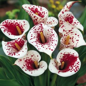 Калла Эмпайр купить по цене от 302р. в интернет-магазине «Посадика» с доставкой почтой в в Яровоее и по всей России – [изображение №1].