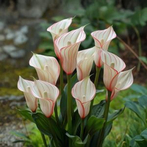 Калла Глейшер купить по цене от 299р. в интернет-магазине «Посадика» с доставкой почтой в в Яровоее и по всей России – [изображение №1].