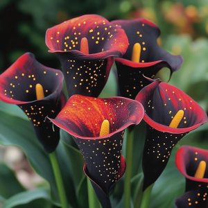 Калла Нуар купить по цене от 299р. в интернет-магазине «Посадика» с доставкой почтой в в Яровоее и по всей России – [изображение №1].