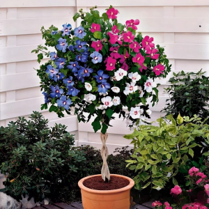 Гибискус-Дерево Триколор купить по цене от 289р. в интернет-магазине «Посадика» с доставкой почтой в в Яровоее и по всей России – [изображение №1].