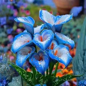 Калла Портрейт купить по цене от 292р. в интернет-магазине «Посадика» с доставкой почтой в в Яровоее и по всей России – [изображение №1].