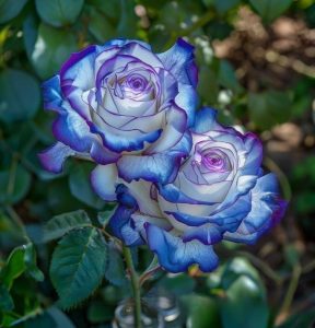 Роза Пэтолз Хоуп купить по цене от 333р. в интернет-магазине «Посадика» с доставкой почтой в в Яровоее и по всей России – [изображение №1].