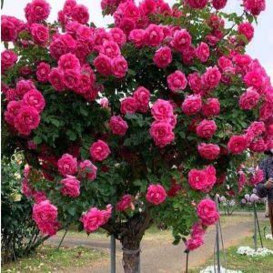 Роза Версаля купить по цене от 232р. в интернет-магазине «Посадика» с доставкой почтой в в Яровоее и по всей России – [изображение №1].