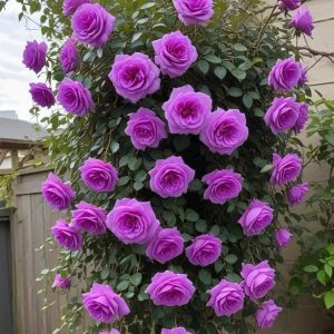 Роза Мистик Уайт купить по цене от 620р. в интернет-магазине «Посадика» с доставкой почтой в в Яровоее и по всей России – [изображение №1].