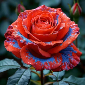 Роза Сикрет Гарден купить по цене от 619р. в интернет-магазине «Посадика» с доставкой почтой в в Яровоее и по всей России – [изображение №1].