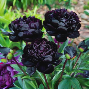 Пион Королевский Бархат купить по цене от 419р. в интернет-магазине «Посадика» с доставкой почтой в в Яровоее и по всей России – [изображение №1].