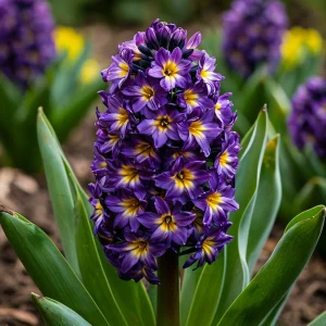 Гиацинт Вельвет Колор купить по цене от 2099р. в интернет-магазине «Посадика» с доставкой почтой в в Яровоее и по всей России – [изображение №1].