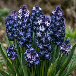 Гиацинт Блум Клауд купить по цене от 2099р. в интернет-магазине «Посадика» с доставкой почтой в в Яровоее и по всей России – [изображение №1].