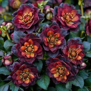 Морозник Сноу Дроп купить по цене от 348р. в интернет-магазине «Посадика» с доставкой почтой в в Яровоее и по всей России – [изображение №1].