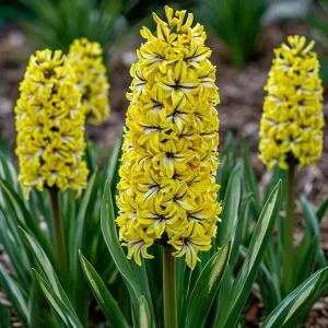 Гиацинт Сансет Голд купить по цене от 2099р. в интернет-магазине «Посадика» с доставкой почтой в в Яровоее и по всей России – [изображение №1].