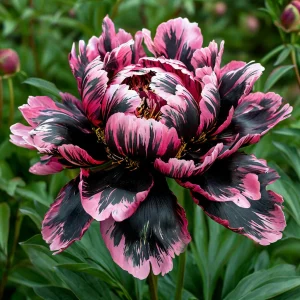 Пион Дроп Руби купить по цене от 469р. в интернет-магазине «Посадика» с доставкой почтой в в Яровоее и по всей России – [изображение №1].