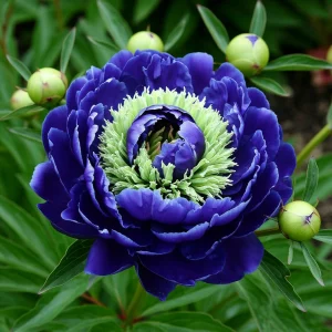 Пион Дримвивер купить по цене от 417р. в интернет-магазине «Посадика» с доставкой почтой в в Яровоее и по всей России – [изображение №1].