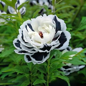 Пион Монохромный Шик купить по цене от 429р. в интернет-магазине «Посадика» с доставкой почтой в в Яровоее и по всей России – [изображение №1].