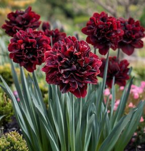 Нарцисс Малиновая Вуаль купить по цене от 3000р. в интернет-магазине «Посадика» с доставкой почтой в в Яровоее и по всей России – [изображение №1].