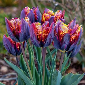 Тюльпан Опал Дрим купить по цене от 207р. в интернет-магазине «Посадика» с доставкой почтой в в Яровоее и по всей России – [изображение №1].