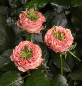 Роза Амбер Инчант купить по цене от 495р. в интернет-магазине «Посадика» с доставкой почтой в в Яровоее и по всей России – [изображение №1].