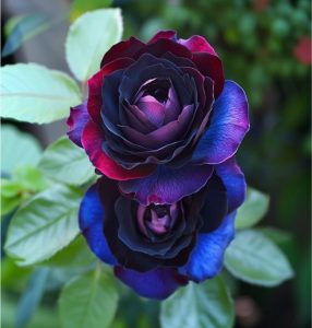 Роза Скарлет Рэвери купить по цене от 489р. в интернет-магазине «Посадика» с доставкой почтой в в Яровоее и по всей России – [изображение №1].