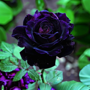 Роза Блэк Пантер купить по цене от 319р. в интернет-магазине «Посадика» с доставкой почтой в в Яровоее и по всей России – [изображение №1].