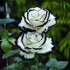 Роза Силк Ивин купить по цене от 319р. в интернет-магазине «Посадика» с доставкой почтой в в Яровоее и по всей России – [изображение №1].