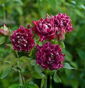 Роза Опаловый Пейзаж купить по цене от 490р. в интернет-магазине «Посадика» с доставкой почтой в в Яровоее и по всей России – [изображение №1].