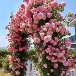 Роза Пастель Розе купить по цене от 605р. в интернет-магазине «Посадика» с доставкой почтой в в Яровоее и по всей России – [изображение №1].