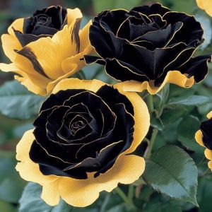 Роза Ханни Сикл купить по цене от 700р. в интернет-магазине «Посадика» с доставкой почтой в в Яровоее и по всей России – [изображение №1].