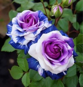 Роза Айвори Каскад купить по цене от 420р. в интернет-магазине «Посадика» с доставкой почтой в в Яровоее и по всей России – [изображение №1].