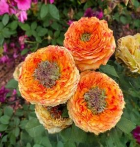 Роза Золотой Мираж купить по цене от 420р. в интернет-магазине «Посадика» с доставкой почтой в в Яровоее и по всей России – [изображение №1].