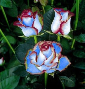 Роза Сафайер Пэтл купить по цене от 450р. в интернет-магазине «Посадика» с доставкой почтой в в Яровоее и по всей России – [изображение №1].