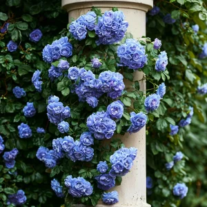 Роза плетистая Блю Перпл купить по цене от 540р. в интернет-магазине «Посадика» с доставкой почтой в в Яровоее и по всей России – [изображение №1].